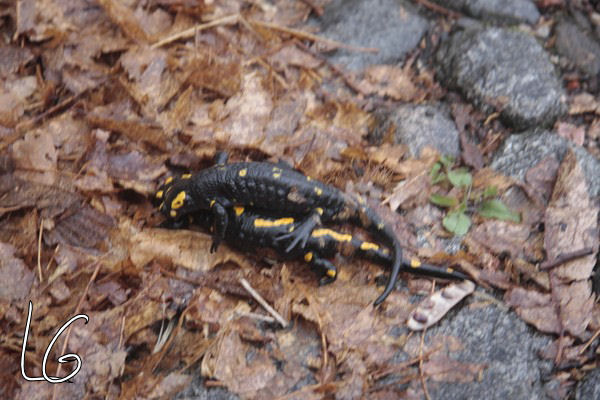 Salamandre